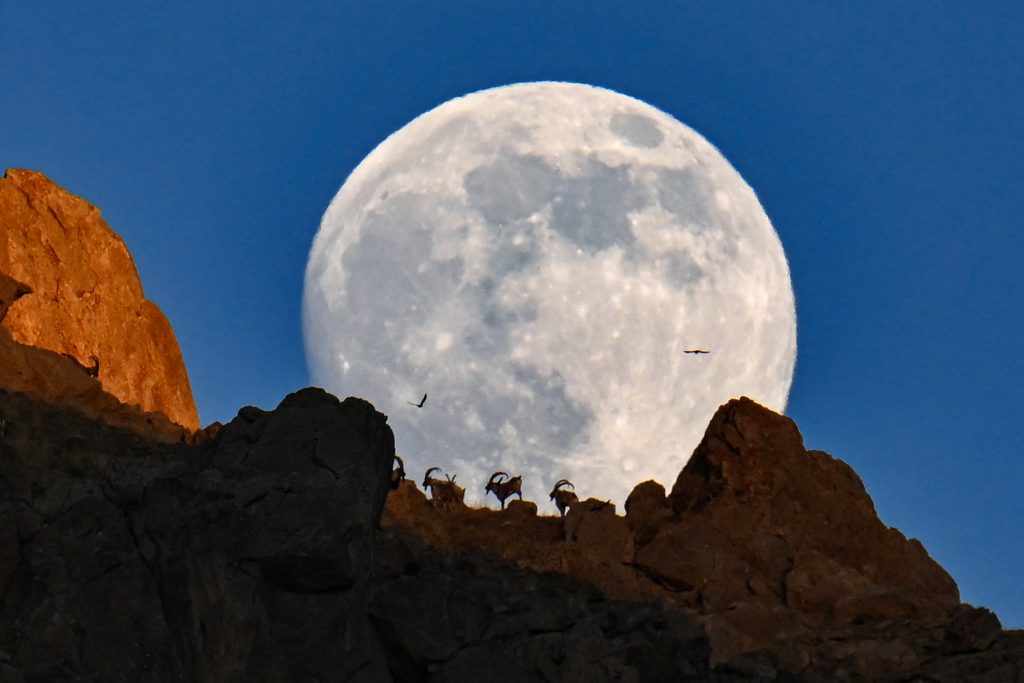defying-the-full-moon_8476_l-1024x683 MASTOB Başkanı Zafer Süral, AA’nın "Yılın Kareleri" Oylamasına Katıldı